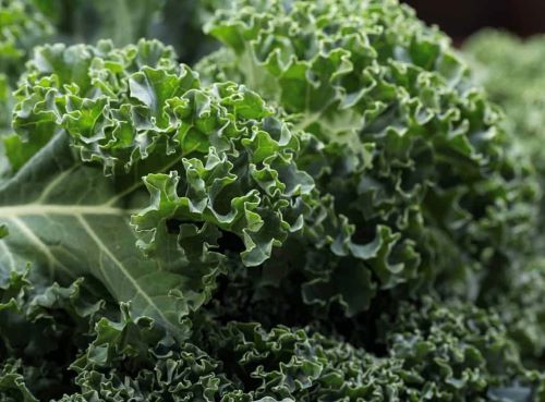 close up photo of kale leaves